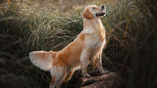 Pflanzliches Glycerin in Hundefutter: Was steckt hinter dem Pflanzenstoff