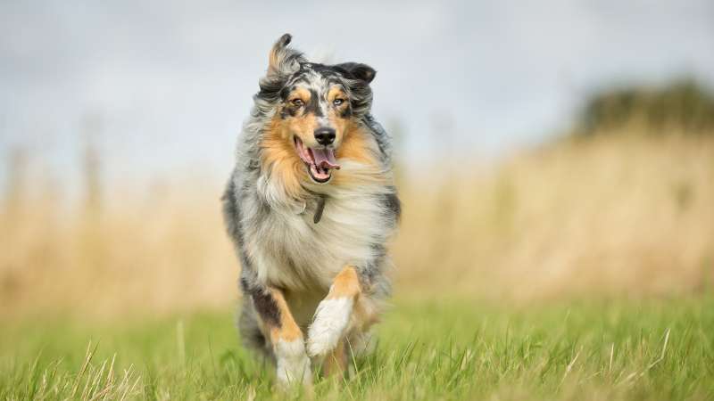 Bierhefe für Hunde: Natürlicher Nährstoff-Booster für Haut, Fell und Immunsystem