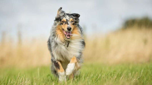 Bierhefe für Hunde: Natürlicher Nährstoff-Booster für Haut, Fell und Immunsystem
