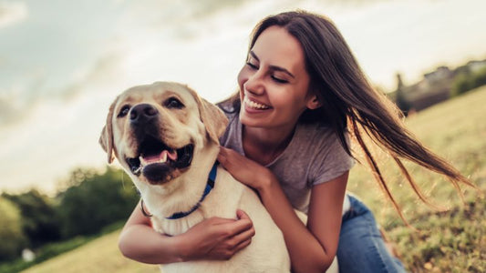 Birkenblätter für die Hundegesundheit: Natürliche Unterstützung für Nieren, Haut und Stoffwechsel