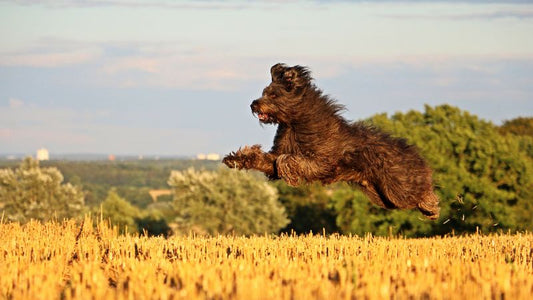 Fenchelsamenpulver in Hundefutter: Natürliche Unterstützung für Verdauung und Wohlbefinden