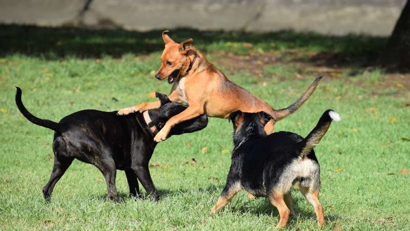Geflügelfett für Hunde: Hochwertige Energiequelle und Geschmacksträger