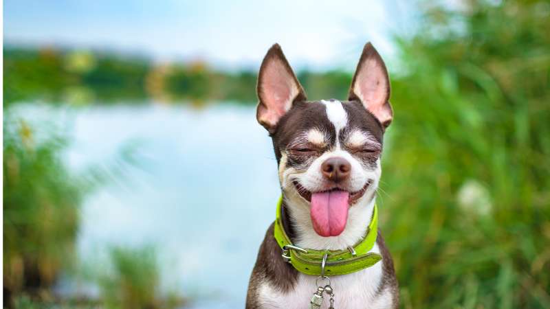 Hydrolysierte Hühnerleber in Hundefutter: Hochwertige Proteinquelle für sensible Hunde