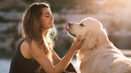 Inulin in der Hundeernährung: Natürliche Unterstützung für die Darmgesundheit