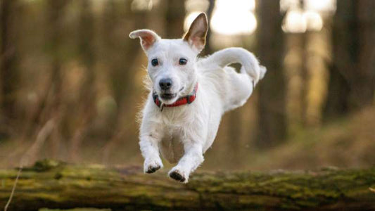 Kamillenblütenpulver für Hunde: Natürliche Unterstützung für Verdauung und Entspannung