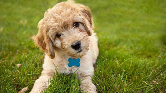 Kollagenhydrolysat für Hunde: Natürliche Unterstützung für Gelenke, Haut und Fell