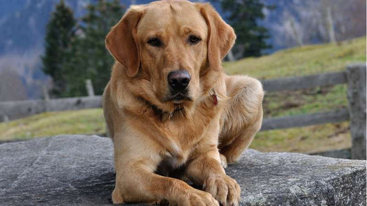 Kollagenpeptid für Hunde: Wichtige Unterstützung für Gelenke, Haut und Fell