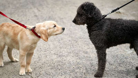 Kurkumawurzelpulver für Hunde: Natürliche Unterstützung für Gesundheit und Wohlbefinden