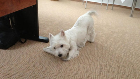 Mannan-Oligosaccharide (MOS) in der Hundeernährung: Positive Auswirkungen für die Darmgesundheit