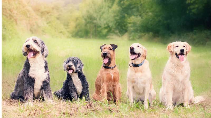 Methylsulfonylmethan (MSM) für Hunde: Natürliche Unterstützung für Gelenke und Immunsystem
