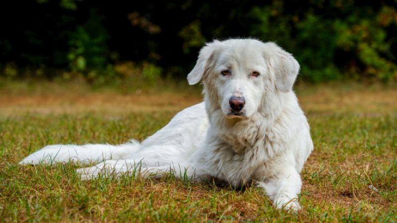 Trockenmoorpulver in der Hundeernährung: Natürliche Unterstützung für Verdauung und Wohlbefinden