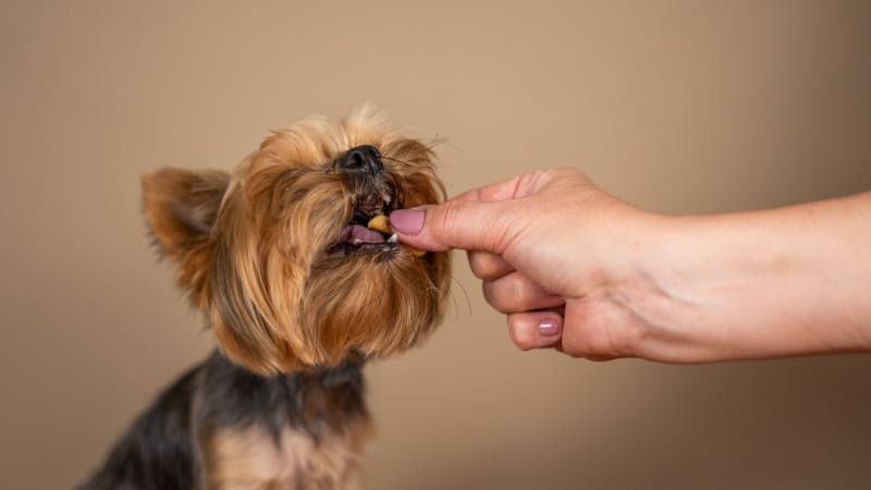 Ingwerwurzelpulver in Hundefutter: Natürliche Unterstützung für die Gesundheit