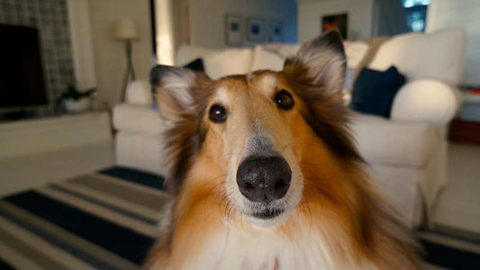 Kupfer in Nassfutter für Hunde – Deshalb muss die richtige Menge in gesundem Hundefutter enthalten sein