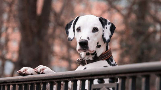 Vitamin E in Hundefutter – Ein wichtiger Bestandteil für ein gesundes Immunsystem von Hunde