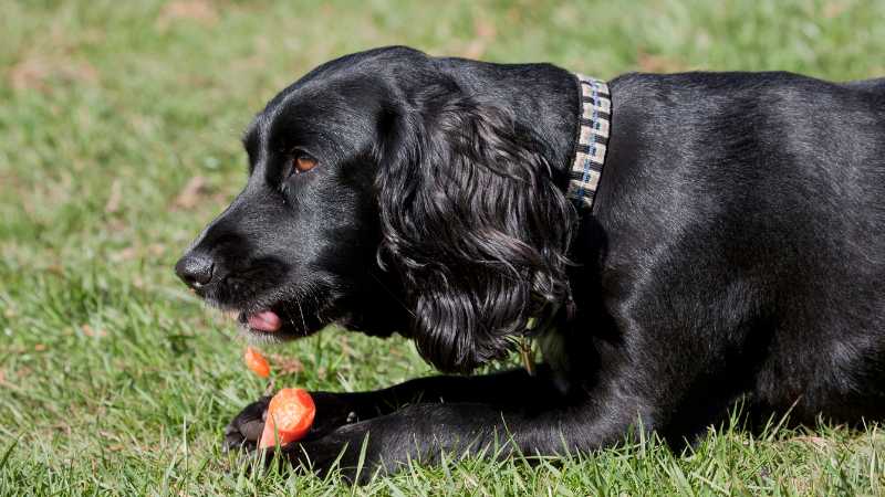 Kürbis in Hundefutter: Gesund, nahrhaft und gut verträglich