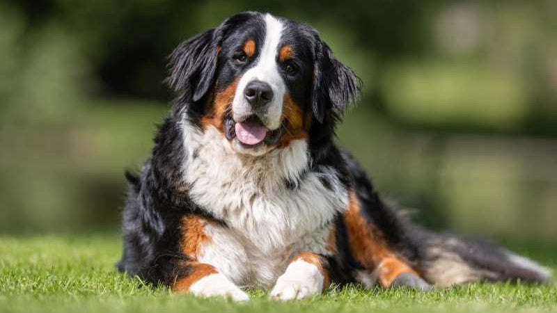 Phosphor für Hunde: Bedeutung, Bedarf und die besten natürlichen Quellen