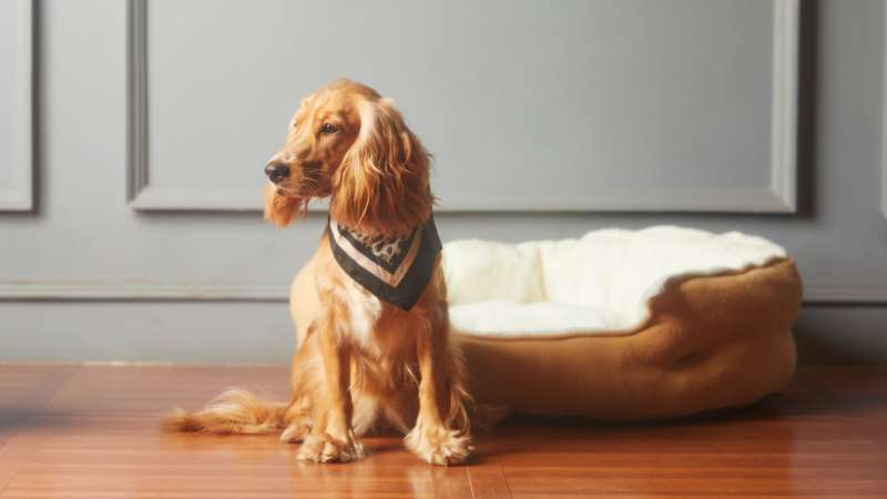Goldrute für die Hundegesundheit: Natürliche Unterstützung für Nieren und Harnwege