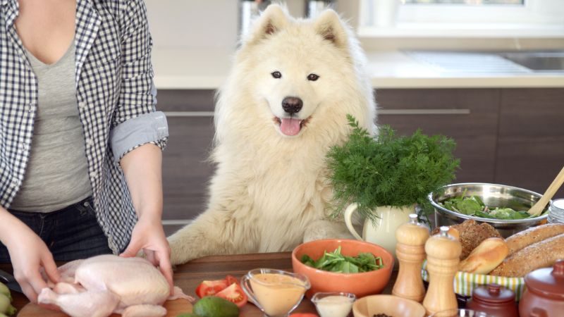 Kümmelsamen in der Hundeernährung: Natürliche Hilfe für die Verdauung