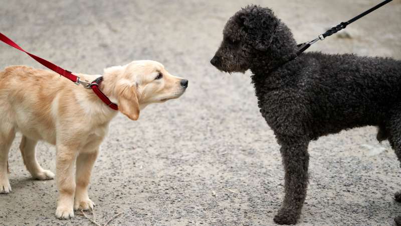 Kurkumawurzelpulver für Hunde: Natürliche Unterstützung für Gesundheit und Wohlbefinden