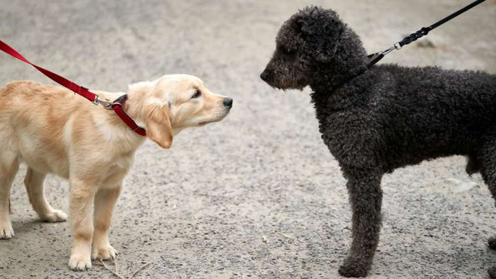 Kurkumawurzelpulver für Hunde: Natürliche Unterstützung für Gesundheit und Wohlbefinden