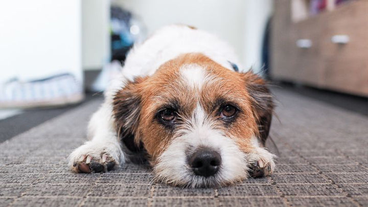 Milchsäurebakterien für Hunde: Natürliche Unterstützung für die Darmgesundheit