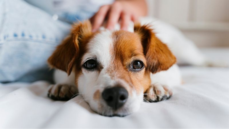 Natriumhexametaphosphat in der Hundeernährung: Effektive Zahnpflege durch Futterzusatz