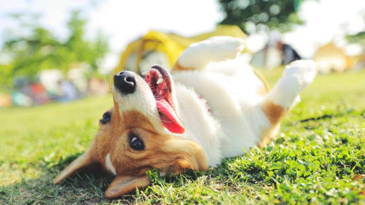 Schizochytrium-Mikroalge für Hunde: Nachhaltige Omega-3-Quelle für Gesundheit und Wohlbefinden