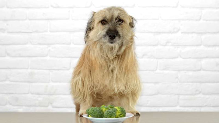 Hirse in Hundefutter: Gesunde Alternative im Hundefutter