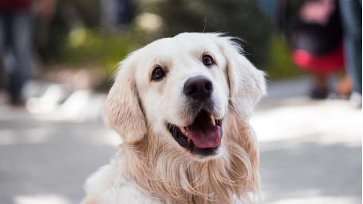 Grünlippmuschel in Hundefutter: Natürliche Unterstützung für die Gelenke