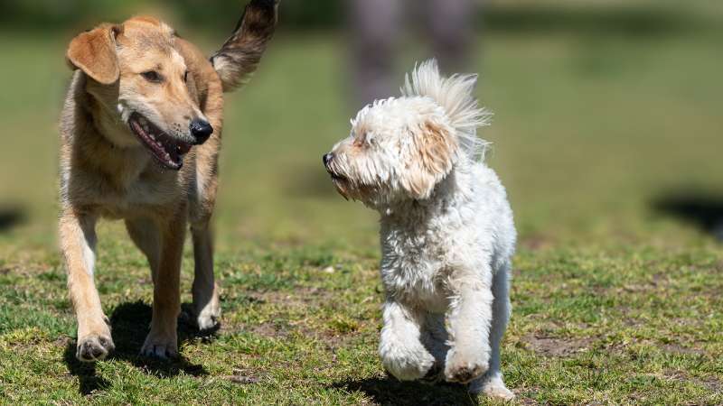 Mangan in Hundefutter – Welche gesundheitlichen Probleme es vermeiden kann