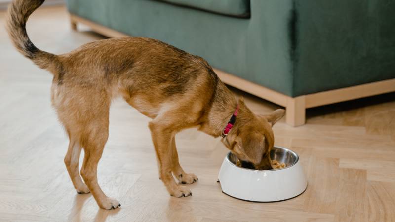 Rosmarinblattpulver in Hundefutter: Natürliche Zutat mit gesundheitlichen Vorteilen