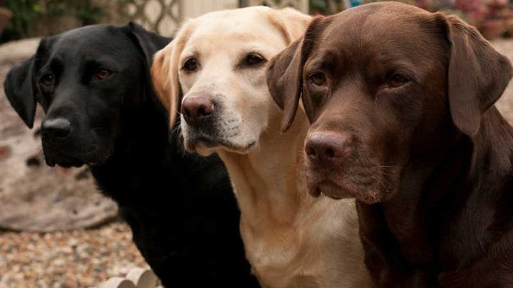 Omega-3-Fettsäuren im Hundefutter: Warum sie wichtig sind