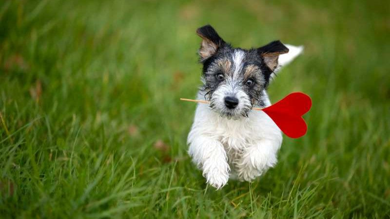 Rohasche im Hundefutter: Was steckt dahinter und warum ist sie wichtig?