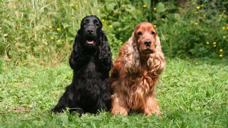 Rohfett im Hundefutter: Warum es entscheidend für die Energieversorgung ist