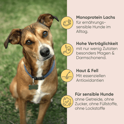 Lachs & Kartoffel