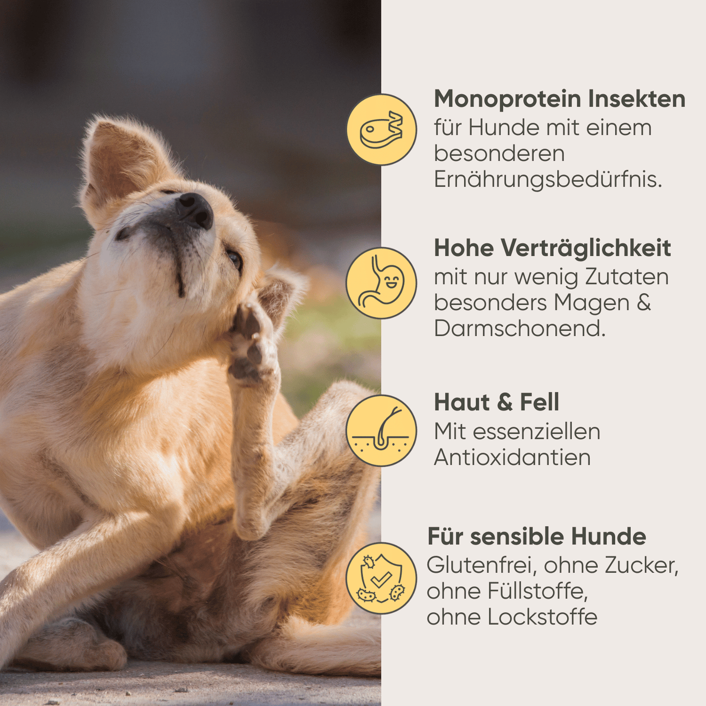 Insekten & Süßkartoffel