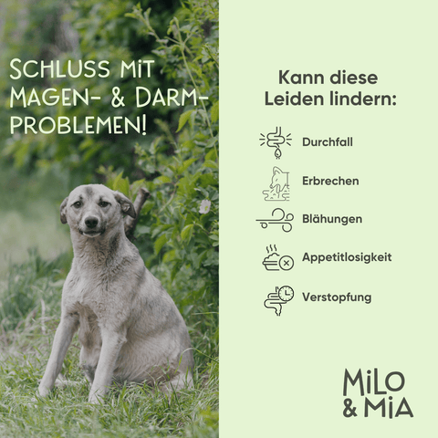 Daily Bites Softsnack - Magen & Darm