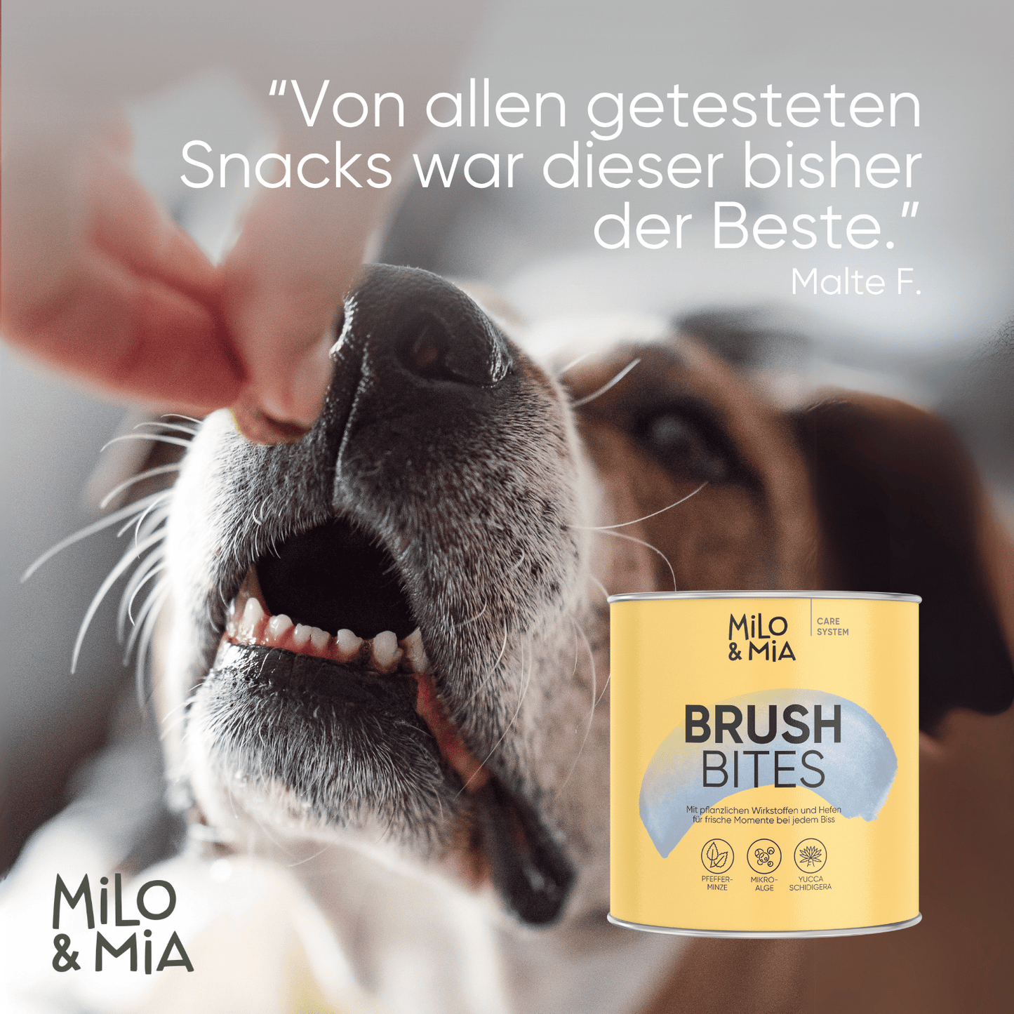 Brush Bites