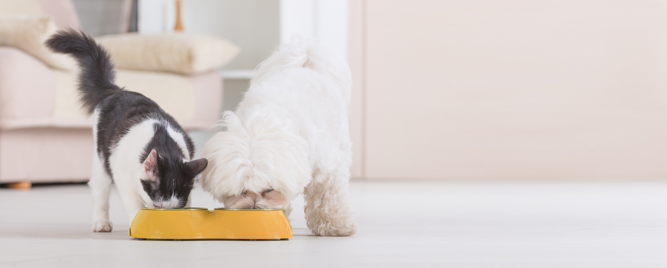 Schwarz-weiße Katze und weißer Hund mit lockigem Fell teilen sich Futter aus einem gelben Napf.