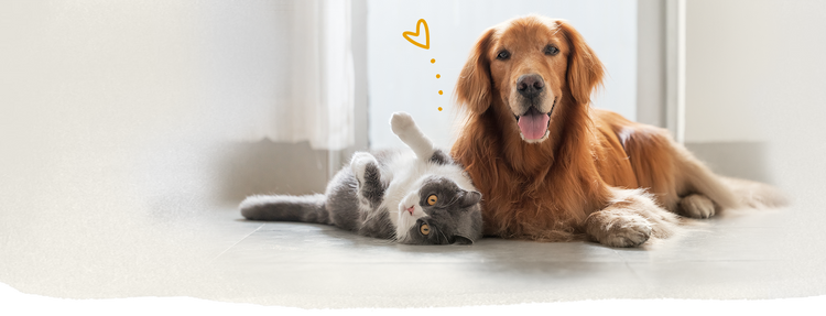 Hund und Katze liegen glücklich nebeneinander. Die Freude strahlt aus den Gesichtern.