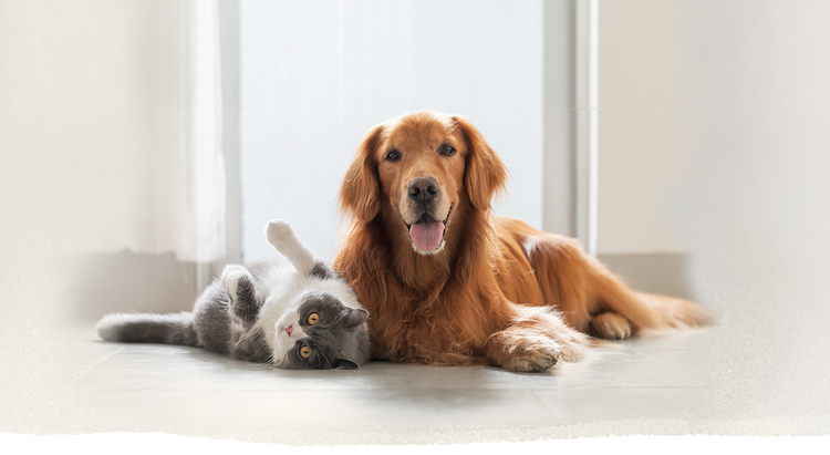 Hund und Katze liegen glücklich nebeneinander. Die Freude strahlt aus den Gesichtern.